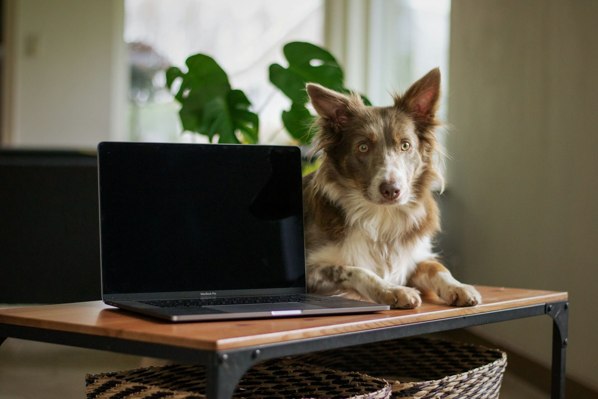 Webdesign für lokale Unternehmen Ein Hund liegt beim Laptop und schaut sich das Webdesign einer Hundeschule an