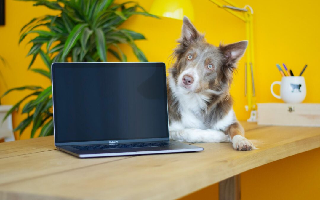 Webdesign für Hundeschulen: Ein unterschätzter Erfolgsfaktor